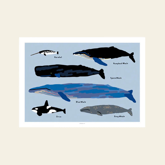 Whales Poster (30x40)